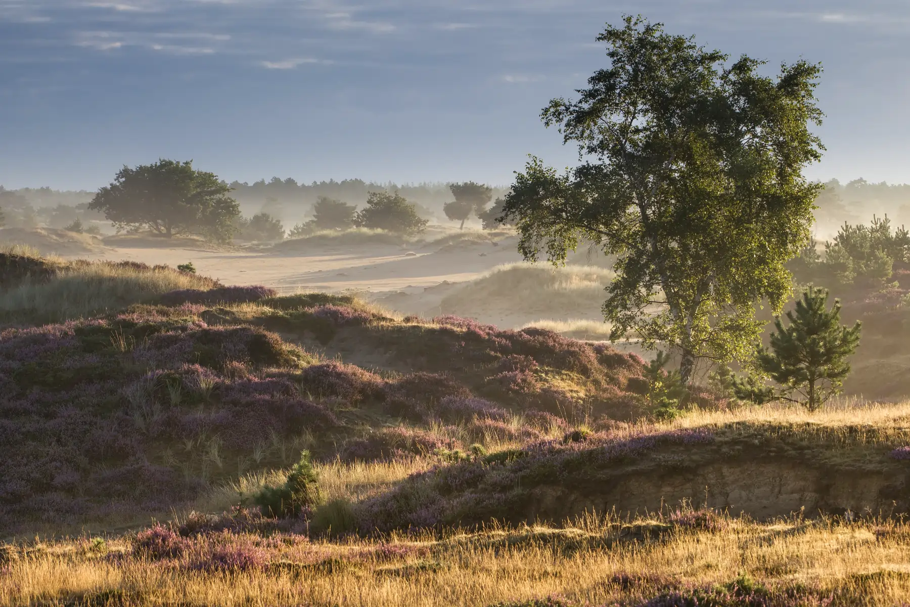 Drents-Friese Wold