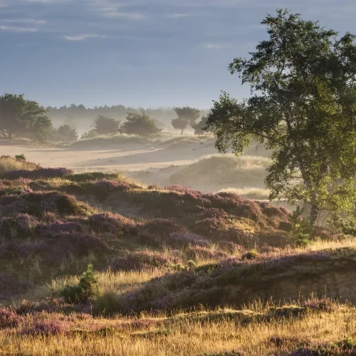 imgi_6_NP Drents-Friese Wold_Karin-Broekhuijsen__B1E8711